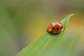 Lady bug alone on a leaf