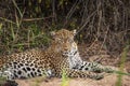 A close up of a lone leopard Panthera pardus in Mala Mala Game Reserve, Mpumalanga