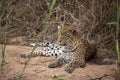 A close up of a lone leopard Panthera pardus in Mala Mala Game Reserve, Mpumalanga