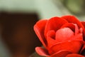 Close up of a lone red tulip in a garden centre in Hampshire, UK. Royalty Free Stock Photo