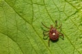 Lone Star Tick - Amblyomma americanum