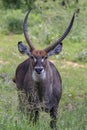 Close up of lone waterbuck in green grass field Royalty Free Stock Photo