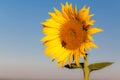 A bee pollinates sunflower Royalty Free Stock Photo