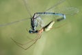 Close-up of a long-armed green spider that has caught a blue feathered dragonfly in its web. The background is green Royalty Free Stock Photo