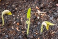 Close-up of long bean seeds sprouting from compost dirt soil Royalty Free Stock Photo