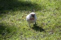 Close-up of a Long-billed Corella (Cacatua tenuirostris)