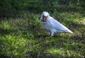 Close-up of a Long-billed Corella (Cacatua tenuirostris)