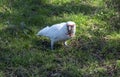 Close-up of a Long-billed Corella (Cacatua tenuirostris)