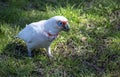 Close-up of a Long-billed Corella (Cacatua tenuirostris)