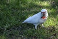 Close-up of a Long-billed Corella (Cacatua tenuirostris)