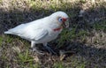 Close-up of a Long-billed Corella (Cacatua tenuirostris)