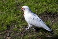 Close-up of a Long-billed Corella (Cacatua tenuirostris)