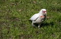 Close-up of a Long-billed Corella (Cacatua tenuirostris)