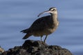 Close up of a Long-Billed Curlew in Costa Rica at sunrise