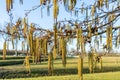 Close up of long catkins and old seed pods of a Black alder tree, Alnus glutinosa