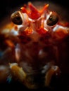 Close up portrait of a Long Clawed Squat Lobster in Loch Fyne, Scotland Royalty Free Stock Photo