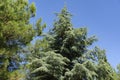 Close-up of long green needles Italian Stone pine Pinus pinea and blue needles Blue Atlas Cedar tree Royalty Free Stock Photo