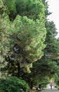 Close-up of long green needles Italian Stone pine Pinus pinea, umbrella or parasol pine in city park Sochi. Golden autumn
