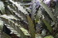 Close up of long green sword like wavy edge leaves of Prayer Plant Calathea rufibarba