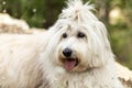 A close-up of a long hair white sheep dog, tongue hanging out. Its fur is long, soft, fluffy, and it is tied in a bow Royalty Free Stock Photo