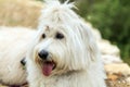A close-up of a long hair white sheep dog, tongue hanging out. Its fur is long, soft, fluffy, and it is tied in a bow Royalty Free Stock Photo