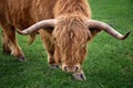 Brown long hair highland bull Royalty Free Stock Photo