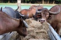 Close up long horn buffalo eating dried grass or straw in stables