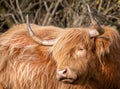 Close up of long horned Highland Cow Royalty Free Stock Photo