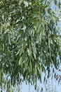 Close-up of long-leaf Eucalyptus foliage