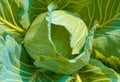 Close up Long Lived Cabbage from top view Royalty Free Stock Photo