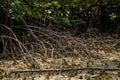 Close up of long mangrove tree roots, pneumatophores and aerial roots. Mangrove forest at low tide, Endau, Malaysia. Best nature l Royalty Free Stock Photo