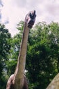 Close-up of a long-necked dinosaur. Stylized brachiosaurus made of rubber, paint and metal. Animatronics and robotics for children Royalty Free Stock Photo