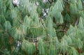 Close-up long needles Chinese White Pine Pinus Armandii Franch in Arboretum Park Southern Cultures in Sirius Adler