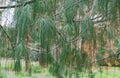 Close-up long needles Chinese White Pine Pinus Armandii Franch in Arboretum Park Southern Cultures in Sirius Adler Sochi.