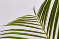 Close-up long palm leaves.