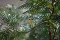 A small snake staring through the bushes Royalty Free Stock Photo