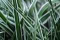 close up of long stems of green grass in the spring garden Royalty Free Stock Photo