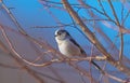 Close-Up of a Long-Tailed Bushtit (Aegithalos caudatus)