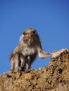 Close up of long tailed macaque monkey, Kelimutu volcano, Indonesia