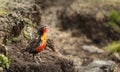 Close up of a Long-tailed meadowlark