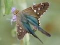 Close-up of a long-tailed skipper butterfly with its wings spread. Royalty Free Stock Photo