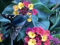 Close up of Long-tailed Skipper Butterfly Feeding on Lantana Flowers Royalty Free Stock Photo