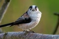 Long tailed tit aegithalos caudatus