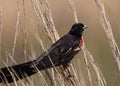 Close-up of Long-tailed Widowbird Royalty Free Stock Photo
