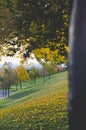 A close up long view of the trees bark above the city Royalty Free Stock Photo