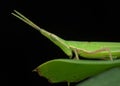 close up longhead grasshopper on the leaf Royalty Free Stock Photo