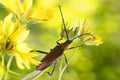 Close-up of Longhorn beetle on yellow flower on yellow-green background