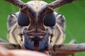 Longhorn beetle closeup Royalty Free Stock Photo