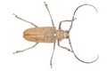 Close up of a Longhorn beetle ( Coleoptera-Cerambycidae )