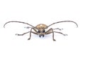 Close up of a Longhorn beetle ( Coleoptera-Cerambycidae )